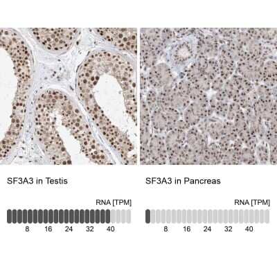 <b>Orthogonal Strategies Validation. </b>Immunohistochemistry-Paraffin: SF3A3 Antibody [NBP2-38200] - Staining in human testis and pancreas tissues using anti-SF3A3 antibody. Corresponding SF3A3 RNA-seq data are presented for the same tissues.