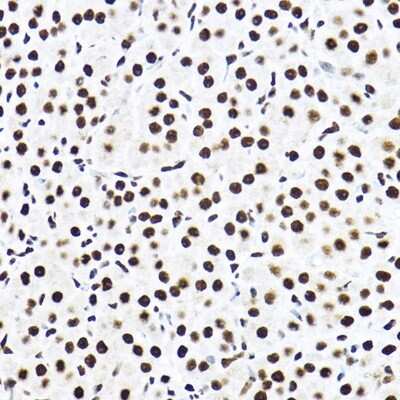 Immunohistochemistry-Paraffin SF3A3 Antibody - Azide and BSA Free