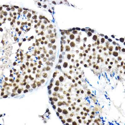 Immunohistochemistry-Paraffin: SF3A3 Antibody [NBP2-94076] - Immunohistochemistry of paraffin-embedded mouse testis using SF3A3 Rabbit pAb (NBP2-94076) at dilution of 1:100 (40x lens). Perform high pressure antigen retrieval with 10 mM citrate buffer pH 6.0 before commencing with IHC staining protocol.