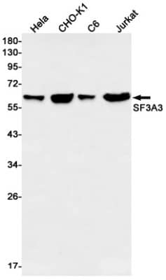 Western Blot: SF3A3 Antibody (S06-3I7) [NBP3-19809] - Western blot detection of SF3A3 in Hela, CHO-K1, C6, Jurkat cell lysates using NBP3-19809 (1:1000 diluted). Predicted band size: 59kDa. Observed band size: 59kDa.