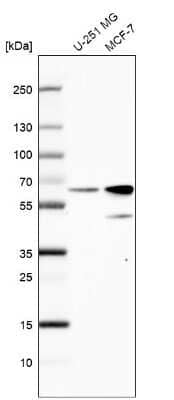 Western Blot: SF3A3 Antibody [NBP1-87212] - Analysis in human cell line U-251 MG and human cell line MCF-7.