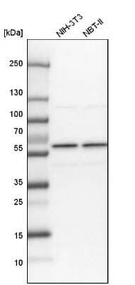 Western Blot: SF3A3 Antibody [NBP1-87212] - Analysis in mouse cell line NIH-3T3 and rat cell line NBT-II.