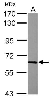 Western Blot: SF3A3 Antibody [NBP2-20325] - Sample (30 ug of whole cell lysate) A: Jurkat 7. 5% SDS PAGE gel, diluted at 1:1000.