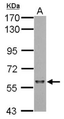 Western Blot: SF3A3 Antibody [NBP2-20325] - Sample (30 ug of whole cell lysate) A: NIH-3T3 7. 5% SDS PAGE gel, diluted at 1:1000.