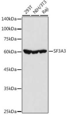 Western Blot: SF3A3 Antibody [NBP2-94076] - Western blot analysis of extracts of various cell lines, using SF3A3 antibody (NBP2-94076) at 1:1000 dilution. Secondary antibody: HRP Goat Anti-Rabbit IgG (H+L) at 1:10000 dilution. Lysates/proteins: 25ug per lane. Blocking buffer: 3% nonfat dry milk in TBST. Detection: ECL Basic Kit. Exposure time: 10s.