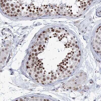 Immunohistochemistry-Paraffin: SF3B14 Antibody [NBP1-87430] - Staining of human testis shows strong nuclear positivity in cells in seminiferous ducts.