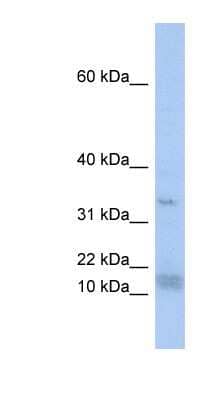 Western Blot: SF3B14 Antibody [NBP1-57226] - THP-1 cell lysate, concentration 0.2-1 ug/ml.