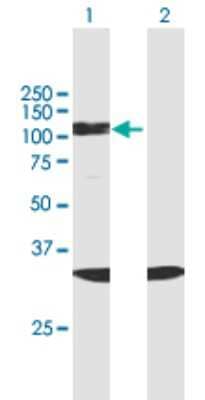 Western Blot: SF3B2 Antibody [H00010992-B02P] - Analysis of SF3B2 expression in transfected 293T cell line by SF3B2 polyclonal antibody.  Lane 1: SF3B2 transfected lysate(72.6 KDa). Lane 2: Non-transfected lysate.