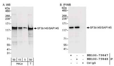 Western Blot SF3B2 Antibody