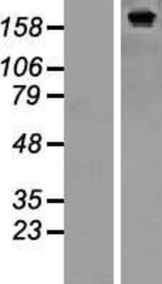 Western Blot SF3B2 Overexpression Lysate