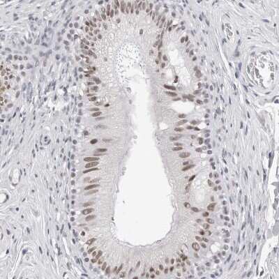 Immunohistochemistry-Paraffin: SF3B4 Antibody [NBP1-83191] - Staining of human epididymis shows nuclear moderate positivity in glandular cells.