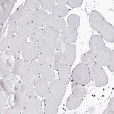 Immunohistochemistry-Paraffin: SF3B4 Antibody [NBP1-83191] - Staining of human skeletal muscle shows no nuclear positivity in myocytes.