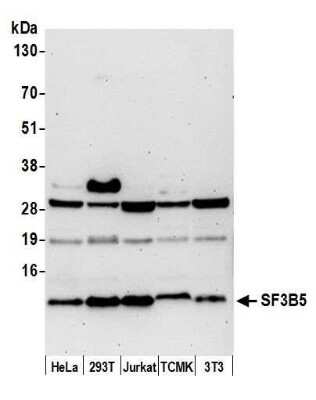 Western Blot: SF3B5 Antibody [NBP2-59132] - Detection of human and mouse SF3B5 by western blot. Samples: Whole cell lysate (50 ug) from HeLa, 293T, Jurkat, mouse TCMK-1, and mouse NIH3T3 cells prepared using NETN lysis buffer. Antibody: Affinity purified rabbit anti-SF3B5 antibody NBP2-59132 used for WB at 1:1000. Detection: Chemiluminescence with an exposure time of 3 minutes.