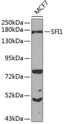 Western Blot: SFI1 Antibody [NBP2-94581] - Analysis of extracts of MCF-7 cells, using SFI1 at 1:1000 dilution.Secondary antibody: HRP Goat Anti-Rabbit IgG (H+L) at 1:10000 dilution.Lysates/proteins: 25ug per lane.Blocking buffer: 3% nonfat dry milk in TBST.Detection: ECL Basic Kit .Exposure time: