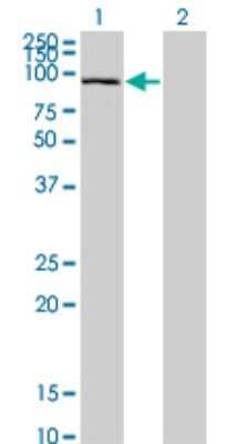 Western Blot: SFMBT1 Antibody (2A1) [H00051460-M02] - Analysis of SFMBT1 expression in transfected 293T cell line by SFMBT1 monoclonal antibody (M02), clone 2A1.Lane 1: SFMBT1 transfected lysate(98.141 KDa).Lane 2: Non-transfected lysate.