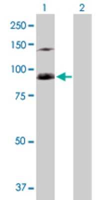 Western Blot: SFMBT1 Antibody [H00051460-D01P] - Analysis of SFMBT1 expression in transfected 293T cell line by SFMBT1 polyclonal antibody.Lane 1: SFMBT1 transfected lysate(98.10 KDa).Lane 2: Non-transfected lysate.
