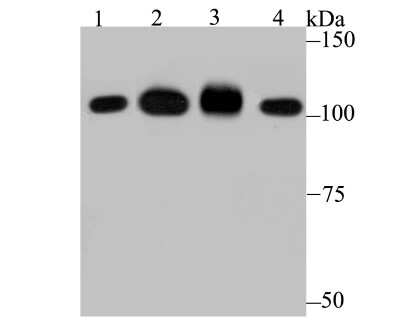 Western Blot: SFPQ Antibody (JU33-99) [NBP2-75664] - Analysis of SFPQ on different lysates using anti-SFPQ antibody at 1/1,000 dilution.Positive control:Lane 1: K562           Lane 2: DaudiLane 3: Mouse testis   Lane 4: Mouse lung