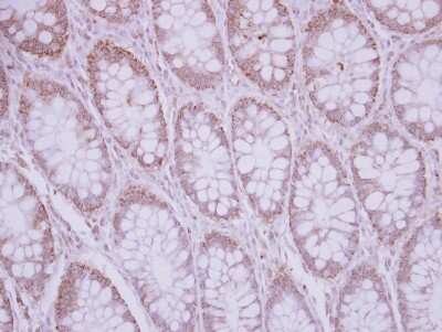 Immunohistochemistry-Paraffin: sFRP-5 Antibody [NBP2-20331] - Human normal colon, using SFRP5  antibody at 1:250 dilution. Antigen Retrieval: Trilogy™ (EDTA based, pH 8.0) buffer, 15min