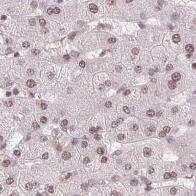 Immunohistochemistry-Paraffin SFRS12 Antibody - BSA Free