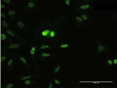 Immunocytochemistry/Immunofluorescence: SFRS14 Antibody [H00010147-B01P] - Analysis of purified antibody to SFRS14 on HeLa cell. (antibody concentration 10 ug/ml)