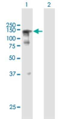 Western Blot: SFRS14 Antibody [H00010147-B01P] - Analysis of SFRS14 expression in transfected 293T cell line by SFRS14 polyclonal antibody.  Lane 1: SFRS14 transfected lysate(108.68 KDa). Lane 2: Non-transfected lysate.