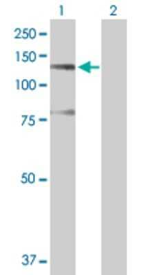 Western Blot: SFRS14 Antibody [H00010147-D01P] - Analysis of SFRS14 expression in transfected 293T cell line by SFRS14 polyclonal antibody.Lane 1: SFRS14 transfected lysate(110.40 KDa).Lane 2: Non-transfected lysate.