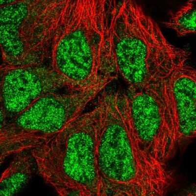 Immunocytochemistry/ Immunofluorescence SFRS18 Antibody - BSA Free