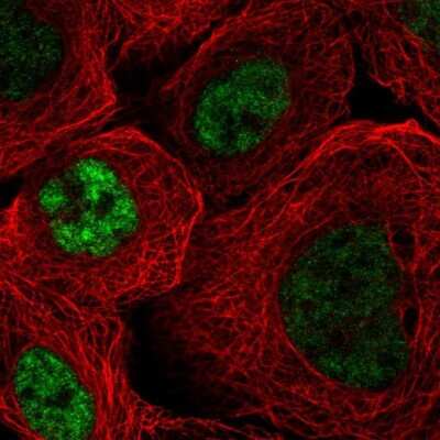 Immunocytochemistry/ Immunofluorescence SFRS4 Antibody