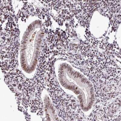 Immunohistochemistry-Paraffin: SFRS4 Antibody [NBP2-13384] - Staining of human endometrium shows moderate to strong nuclear positivity in glandular cells.