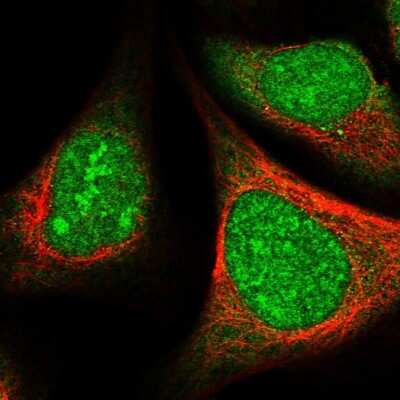 Immunocytochemistry/Immunofluorescence: SFRS5 Antibody [NBP1-92381] - Staining of human cell line U-2 OS shows localization to nucleus and nucleoli. Antibody staining is shown in green.