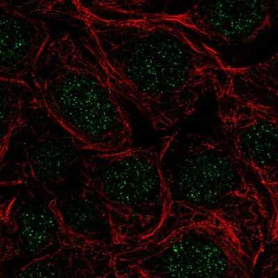 Immunocytochemistry/Immunofluorescence: SFRS5 Antibody [NBP2-56702] - Staining of human cell line MCF7 shows localization to nucleus.