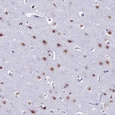 Immunohistochemistry-Paraffin: SFRS5 Antibody [NBP1-92381] - Staining of human cerebral cortex shows moderate  nuclear positivity in neurons.