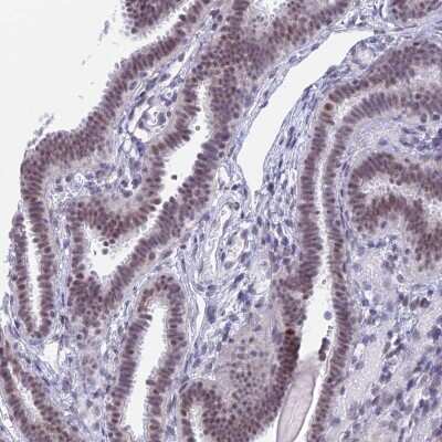 Immunohistochemistry-Paraffin: SFRS5 Antibody [NBP1-92381] - Staining of human fallopian tube shows moderate nuclear positivity in glandular cells.