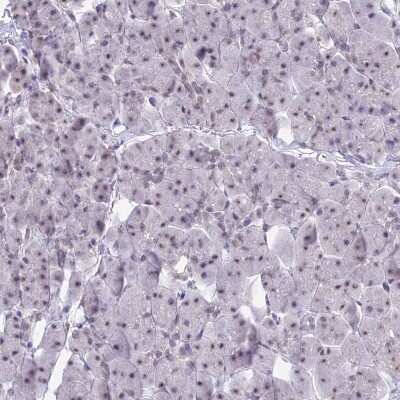 Immunohistochemistry-Paraffin: SFRS5 Antibody [NBP1-92381] - Staining of human pancreas shows weak nuclear positivity in exocrine glandular cells.