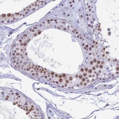 Immunohistochemistry-Paraffin: SFRS5 Antibody [NBP1-92381] - Staining of human testis shows moderate nuclear positivity in cells in seminiferous ducts.