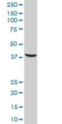 Western Blot: SFRS5 Antibody [H00006430-B01P] - Analysis of SFRS5 expression in human liver.