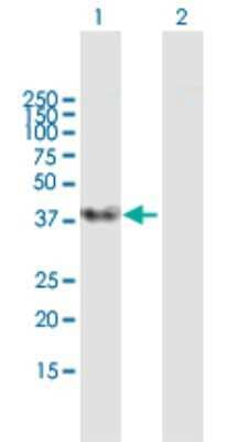 Western Blot: SFRS5 Antibody [H00006430-B01P] - Analysis of SFRS5 expression in transfected 293T cell line by SFRS5 polyclonal antibody.  Lane 1: SFRS5 transfected lysate(30.03 KDa). Lane 2: Non-transfected lysate.