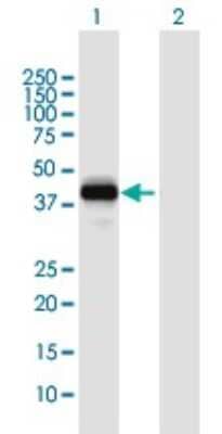 Western Blot SFRS5 Antibody