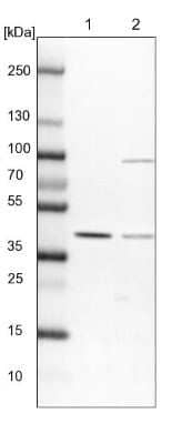 Western Blot: SFRS5 Antibody [NBP1-92381] - Lane 1: NIH-3T3 cell lysate (Mouse embryonic fibroblast cells). Lane 2: NBT-II cell lysate (Rat Wistar bladder tumor cells).