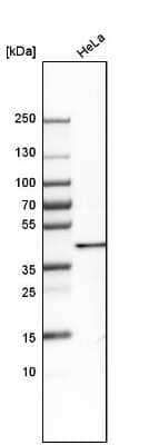 Western Blot SFRS5 Antibody