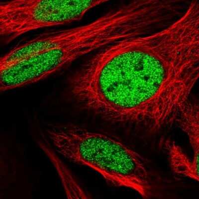 Immunocytochemistry/ Immunofluorescence SFRS7 Antibody