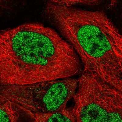 Immunocytochemistry/Immunofluorescence: SFRS7 Antibody [NBP2-49238] - Immunofluorescent staining of human cell line A-431 shows localization to nucleoplasm. Antibody staining is shown in green.