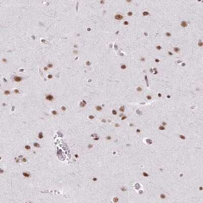 Immunohistochemistry-Paraffin: SFRS7 Antibody [NBP2-49238] - Staining of human cerebral cortex shows strong nuclear positivity in neuronal nad glial cells.