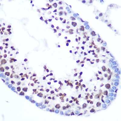 Immunohistochemistry-Paraffin: SFRS7 Antibody [NBP2-94049] - Immunohistochemistry of paraffin-embedded mouse testis using SFRS7 Rabbit pAb (NBP2-94049) at dilution of 1:100 (40x lens). Perform microwave antigen retrieval with 10 mM Tris/EDTA buffer pH 9.0 before commencing with IHC staining protocol.