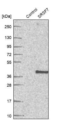 Western Blot: SFRS7 Antibody [NBP2-49238] - Analysis in control (vector only transfected HEK293T lysate) and SRSF7 over-expression lysate (Co-expressed with a C-terminal myc-DDK tag (3.1 kDa) in mammalian HEK293T cells).