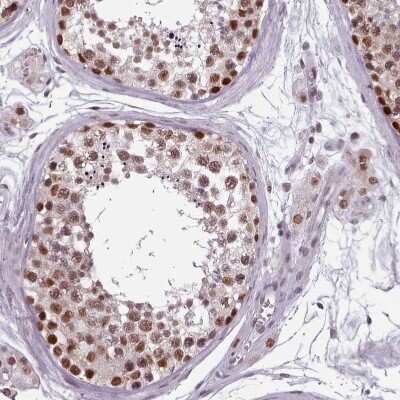 Immunohistochemistry-Paraffin: SFRS9 Antibody [NBP2-13385] - Staining of human testis shows moderate to strong nuclear positivity in cells in seminiferous ducts.