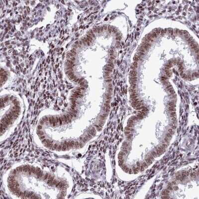 Immunohistochemistry-Paraffin: SFRS9 Antibody [NBP2-13385] - Staining of human endometrium shows moderate nuclear positivity in glandular cells.