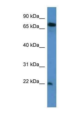 Western Blot SFT2D3 Antibody