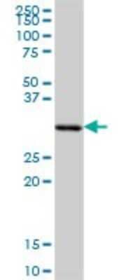 Western Blot: SFXN1 Antibody [H00094081-B01P] - Analysis of SFXN1 expression in human liver.