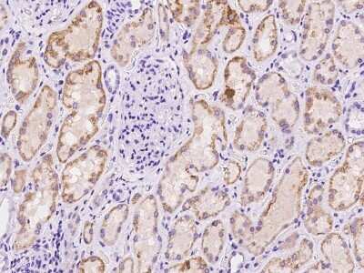Immunohistochemistry-Paraffin: SFXN2 Antibody [NBP2-97455] - Immunochemical staining of human SFXN2 in human kidney with rabbit polyclonal antibody at 1:100 dilution, formalin-fixed paraffin embedded sections.